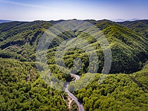 Winding road in the forest