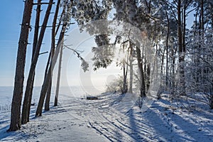 Winding road in the frosty winter forest