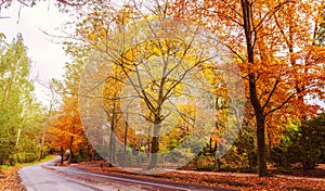 Winding road with golden trees in Fall