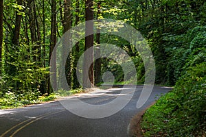 Winding road through the green forest in USA