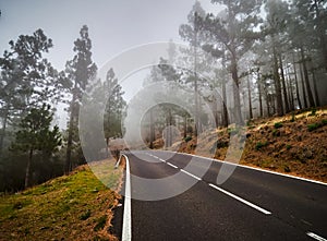 Winding road im mist on north of Tenerife. Canary Islands, Spain