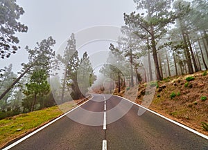 Winding road im mist on north of Tenerife. Canary Islands, Spain