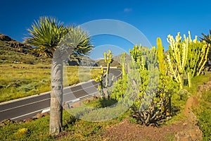 Winding road through the La Gomera