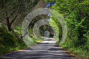 Winding road is lined with tall green trees and shrubs in the background