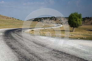 Winding Road And Lone Tree