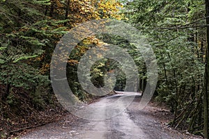 Winding road through a lush forest landscape in Bujariego