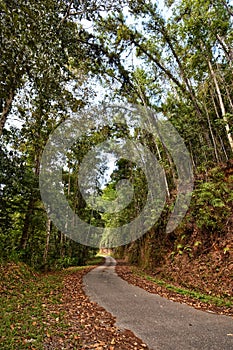 Winding road through the lush rainforests of the Northern Range, Trinidad.