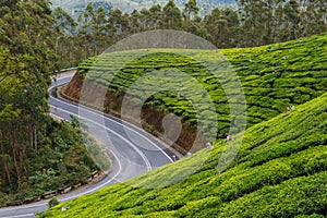 A winding road on the periphery of a tea garden