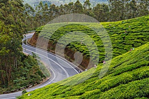 A winding road on the periphery of a tea garden photo