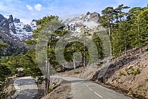 Winding road through pine forest in front of snowy mountain range - Monte Cinto, Haute Corse, Corsica photo