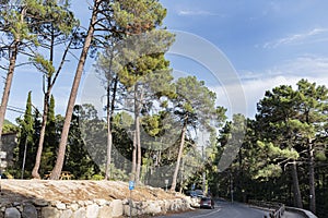 Winding road among pines background