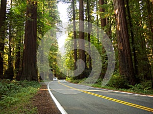 Winding road through redwood forest