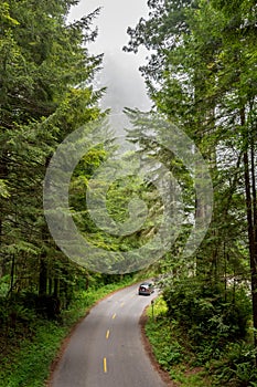 Winding road in Redwood National Park California USA