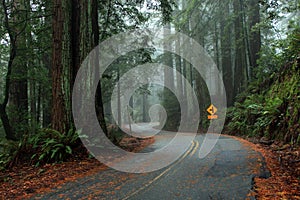 Winding road through the redwoods