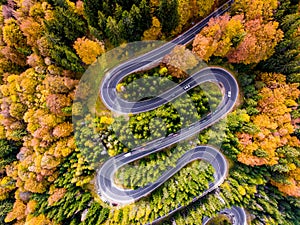 Winding Road surrounded by a colourfull trees in the forest