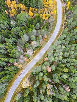 a winding road surrounded by trees and fall colors in sweden