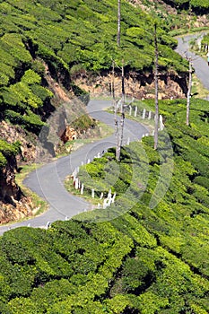 Winding road between tea plantations