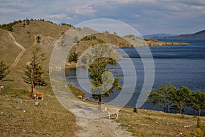 Winding road, trail on grassy shore of bay of Lake Baikal. Red cows graze on coast among trees in mountains. Autumn.