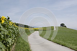 Winding Road up a Hillside