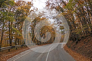 Winding road through woodland in autumn