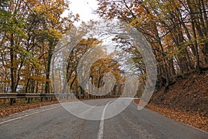 Winding road through woodland in autumn