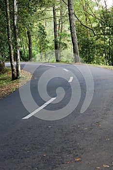Winding Road in the Woods