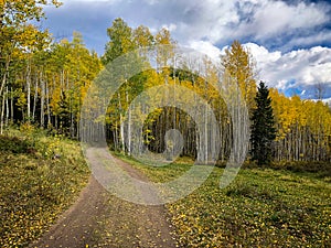 A winding road with yellow aspens