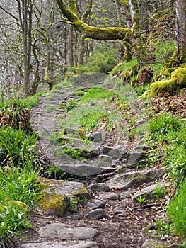 Winding rocky forest pathway leading up a steep hill with overhanging mossy trees in dense woodland