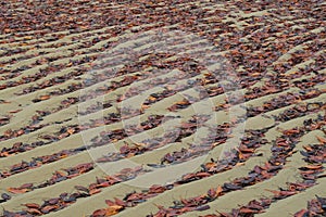 Winding simmetries of red leaves at sand banks bet. the Carapiatngui river and the Atlantic, Barra Grande, Camamu Bay, Brazil