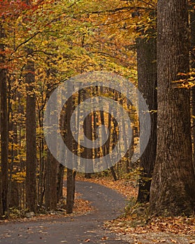 Winding single lane road at autumn