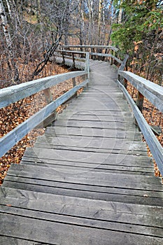 Winding stairway in forest