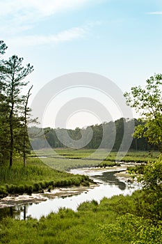 Stream through marsh field