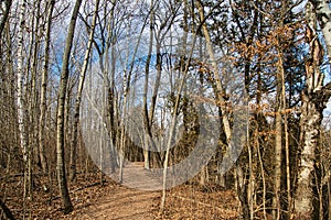 Winding Trail Through Forest of Bare Trees