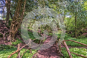 Winding tree lined Dirt path through a Forest in England UK on a sunny spring day