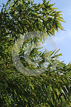 Winding trough Green-Glaucous Bamboo  Phyllostachys viridiglaucescens