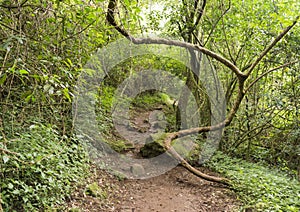 Winding vine branch in tropical forest