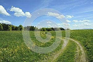 Winding way in buttercup meadow, blue sky with clouds