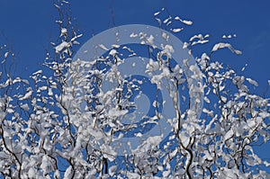 Winding willow twigs covered with white snow on the blue sky