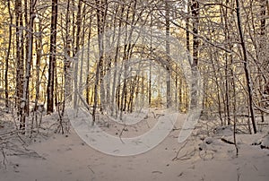 Winding Winter Path