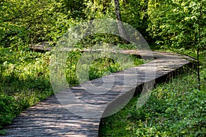 A winding wooden bridge in the forest. A forest path leading across a bridge in a dendrological park.