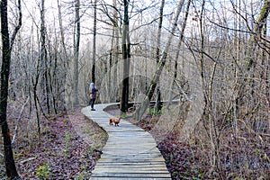 Winding wooden path on muddy terrain between bare trees, senior adult woman with her brown dachshund