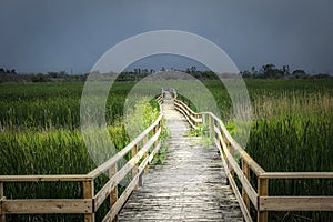 Winding wooden walking bridge with tall grass marshland