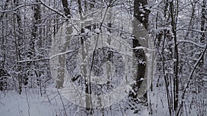 Windless weather in a picturesque winter snow-covered forest.
