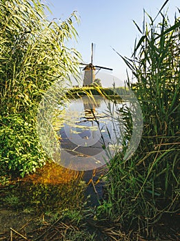 A windmill on the bank of a canal with reeds in Kinderdijk Holland, Netherlands