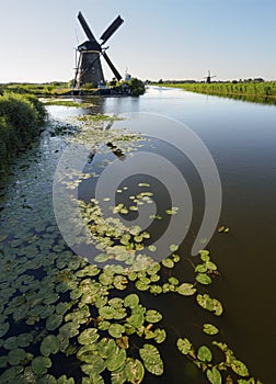 A windmill on the bank of a canal with reeds in Kinderdijk Holland, Netherlands