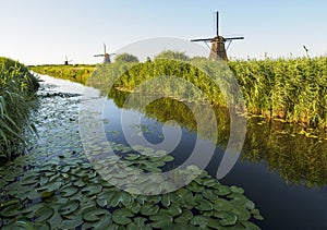 A windmill on the bank of a canal with reeds in Kinderdijk Holland, Netherlands