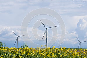 Windmill and blooming