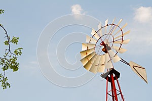 Windmill forest photo