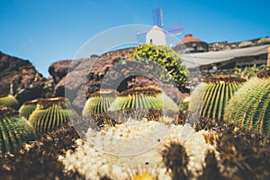 Windmill in cactus garden in Guatiza village