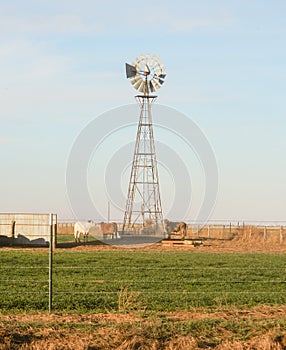 Windmill and cattle in texas panhandle